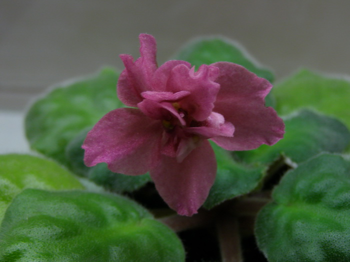 -Коралловая Рыбка.jpg