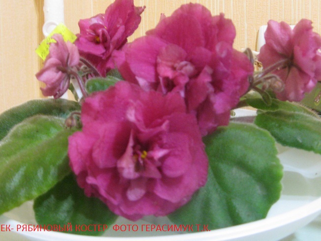 -Рябиновый Костер.jpg