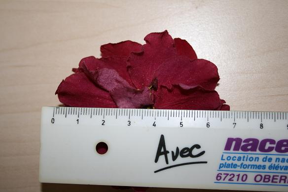 -Рябиновый Костер 5.JPG