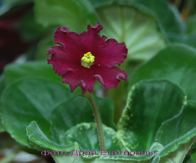 -Красная Жара.jpg