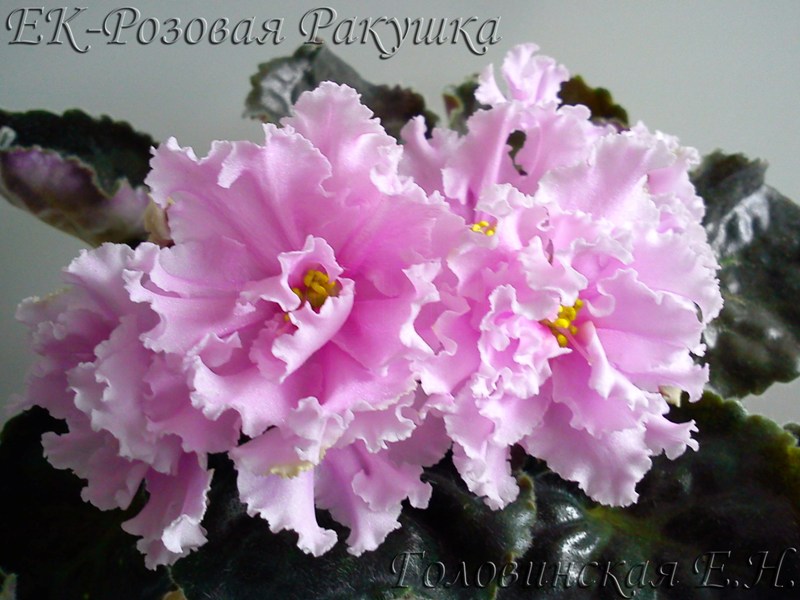 ЕК-Розовая Ракушка 6.jpg