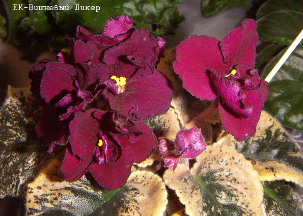 -Вишневый Ликер.jpg