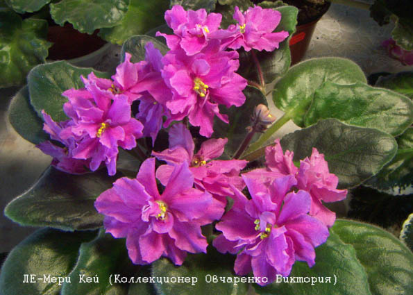 -Мери Кей.jpg