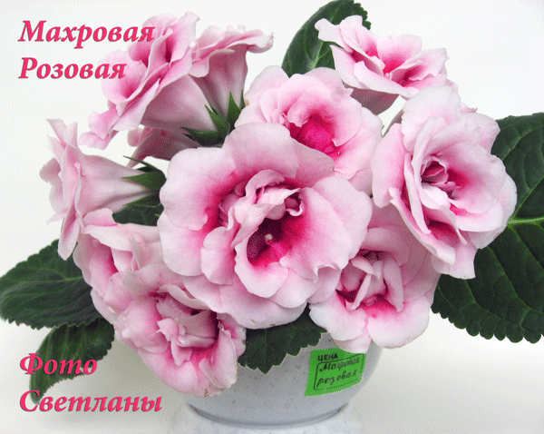 -махровая-копия.gif