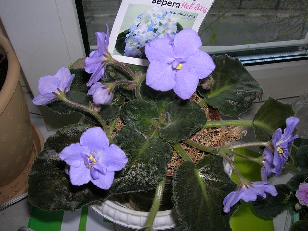 -Лазурные берега розетка 002.jpg