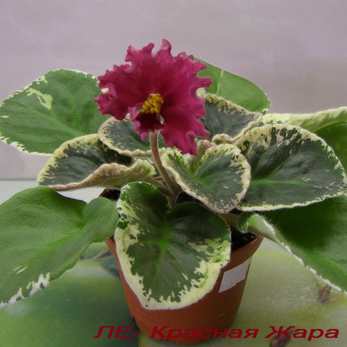 -Красная Жара_К.jpg