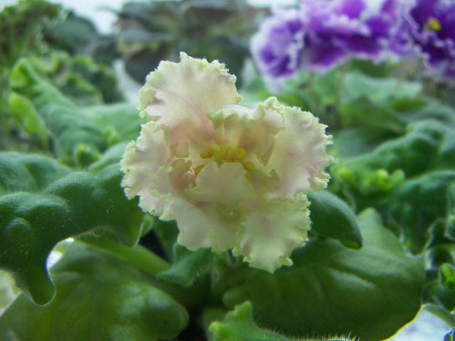 -Сказочный Ирис спорт.JPG