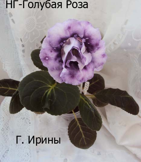 -Голубая Роза, май 2014.JPG