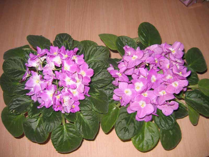  анютка копия копия.jpg