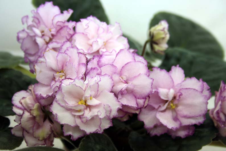 -Малина со Сливками.jpg