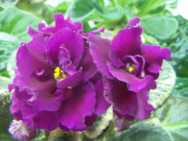 -Мой Любимый Маг.JPG