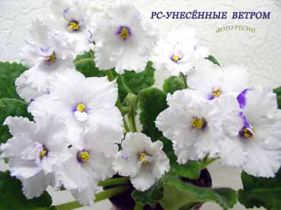 -Унесённые Ветром-------.jpg