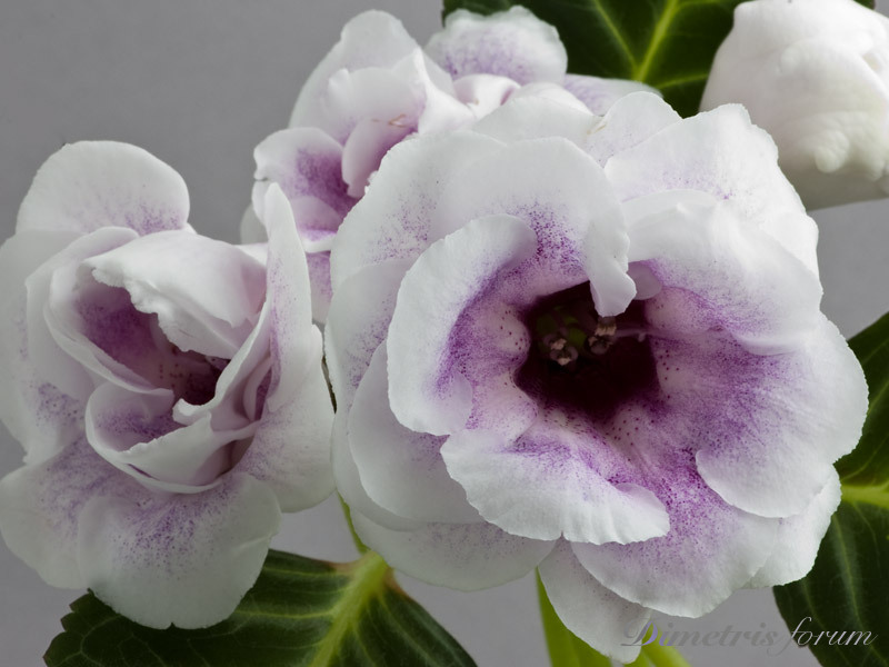 -туман,-Сиреневое-Утро,-Королева-Виктория,-Lavender-Morning.jpg