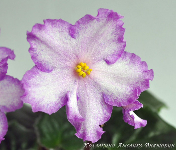 ЕК-Вам и Не Снилось..JPG