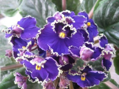 -Ночной Прибой IMG_2188.JPG