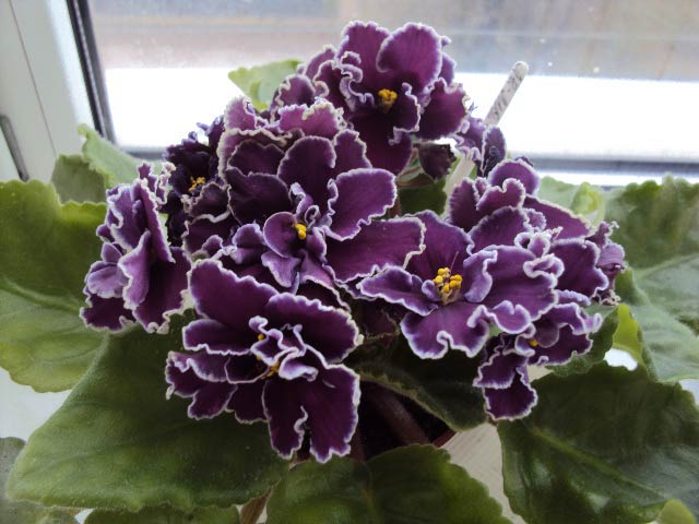 ЛЕ-Мачо, первое цветение.JPG