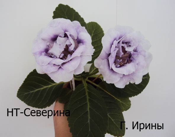 НТ-Северина, куст, январь 2014.JPG