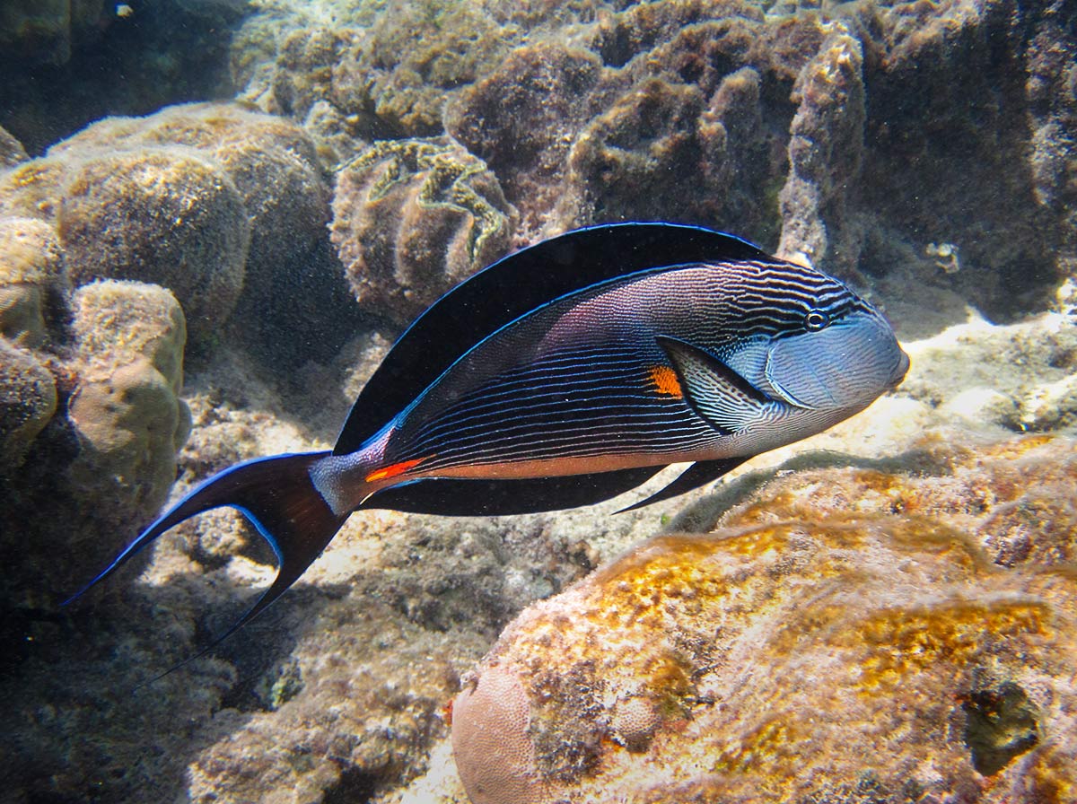 Арабский-хирург-Acanthurus-sohal-2.jpg