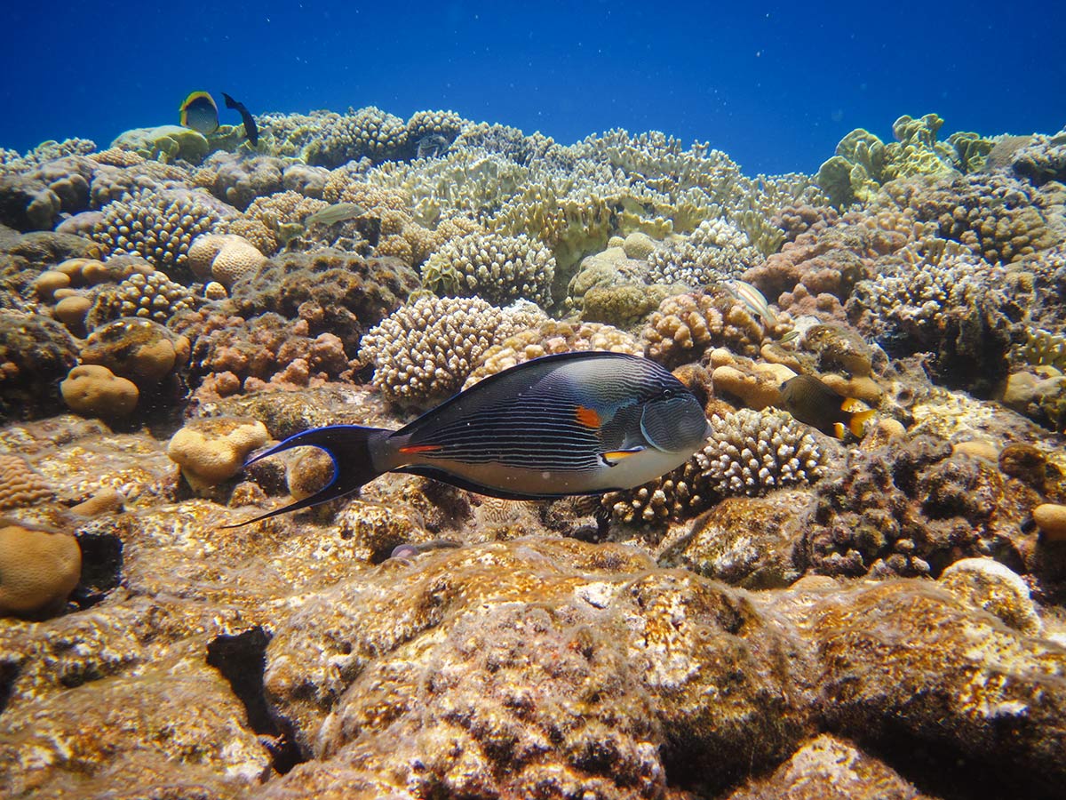 Арабский-хирург-Acanthurus-sohal.jpg