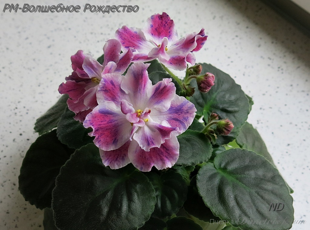 -Волшебное Рождество1.JPG