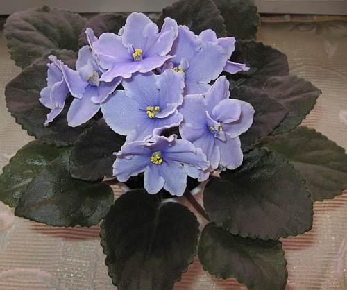 -Милый Подснежник1.jpg