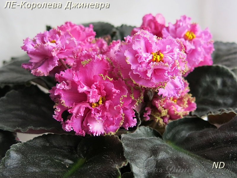 ЛЕ-Королева Джиневра2.JPG