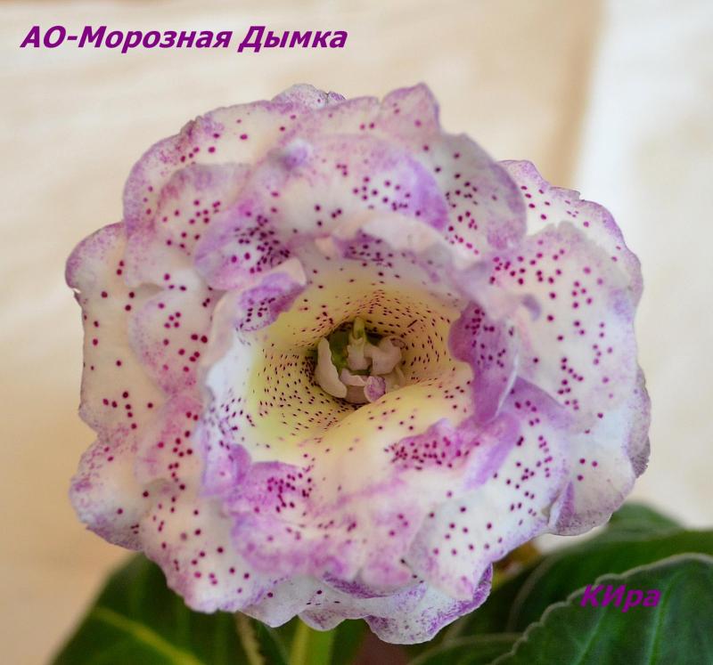 -Морозная Дымка-15 мая.JPG