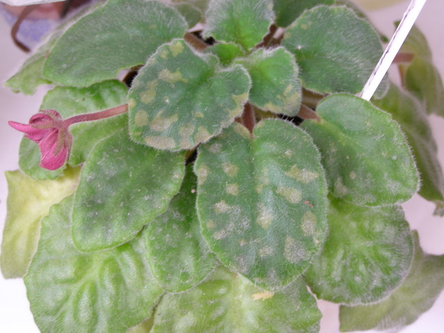 пятна от удобрений.jpg