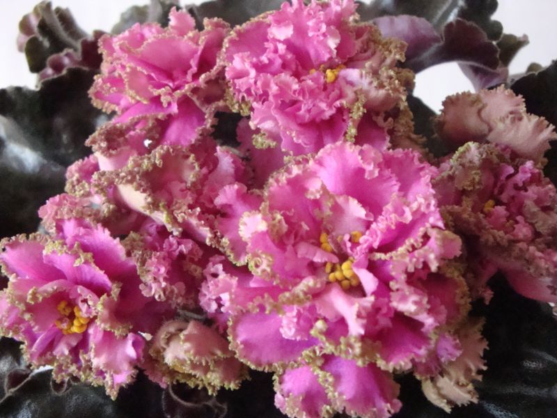 -Королева Джиневра.JPG