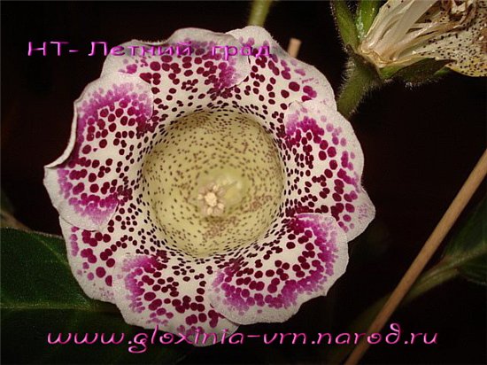 -Летний град.jpg