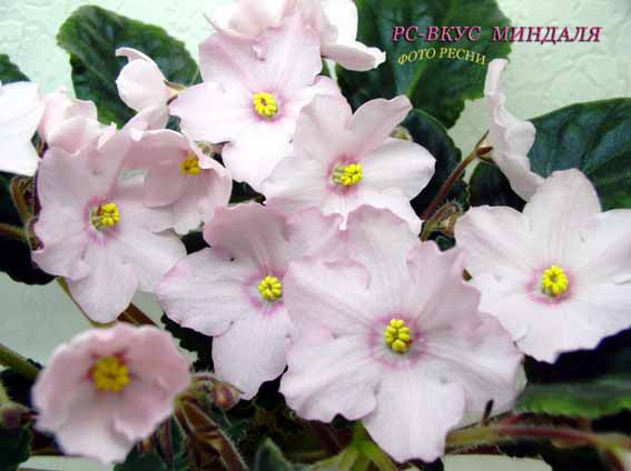 -Вкус Миндаля.jpg