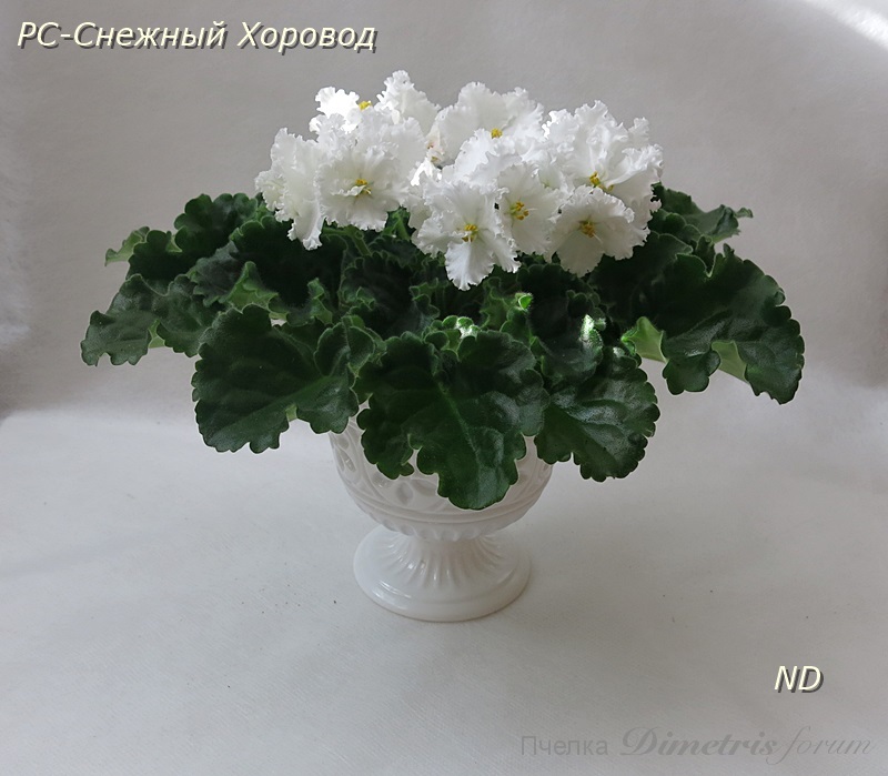 РС-Снежный Хоровод.JPG