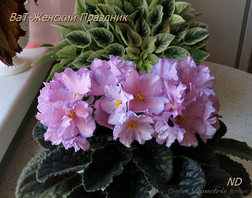 ВаТ-Женский Праздник.JPG