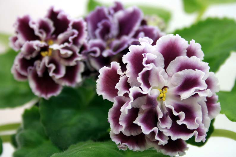 портрет молодой РС-Герцогини.jpg