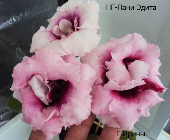 НГ-Пани Эдита, конец июля 2013, фото2.JPG