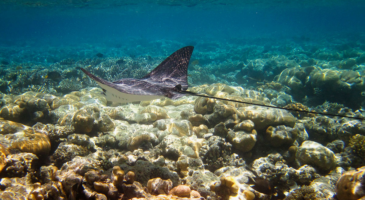 Орляк-пятнистый-Aetobatus-narinari.jpg