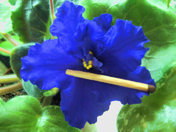 -Юная Колдунья.jpg