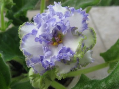 -Баунти IMG_2217.JPG