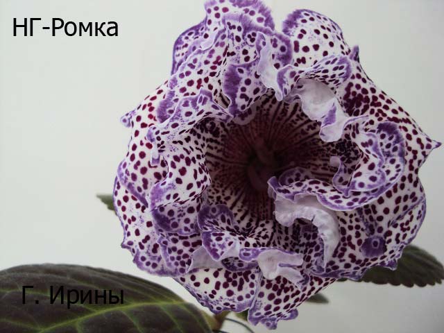 -Ромка, цветок 1 мая 2015.JPG