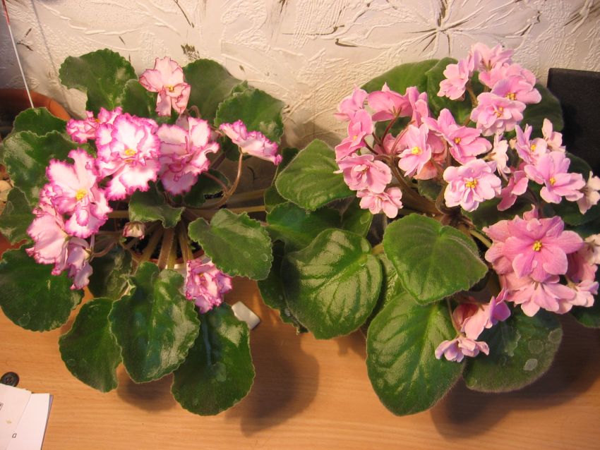 Ян-менуэт_Pink Amiss_1664.jpg