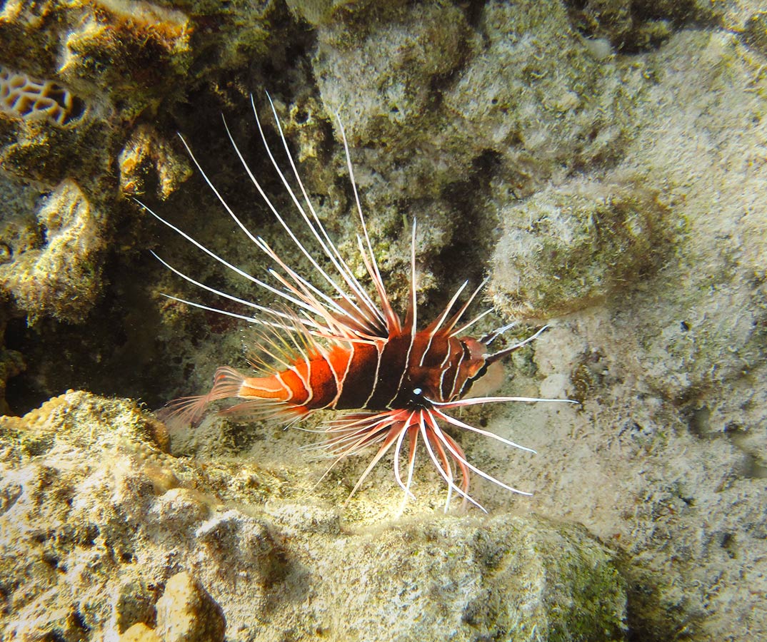 Крылатка-зебра-Pterois-radiata.jpg