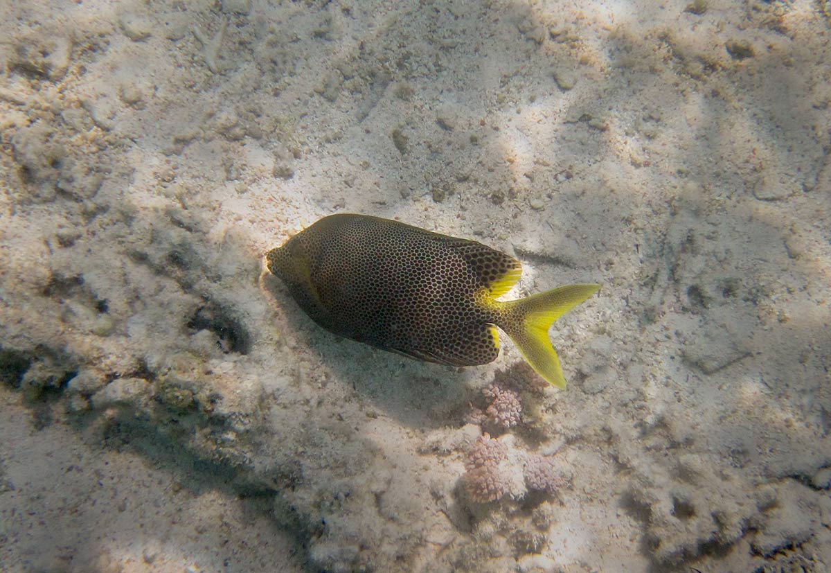 Пятнистый-иглоступ-Siganus-stellatus.jpg