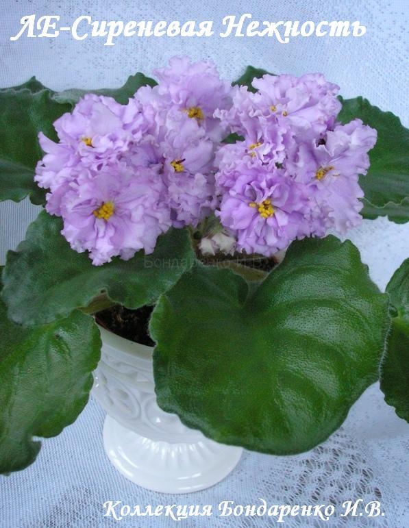ЛЕ-Сиреневая Нежность0.JPG