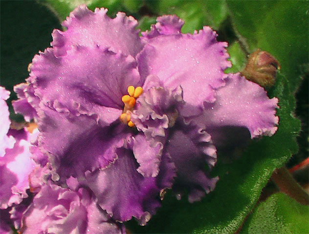 -Рижская сирень2.jpg