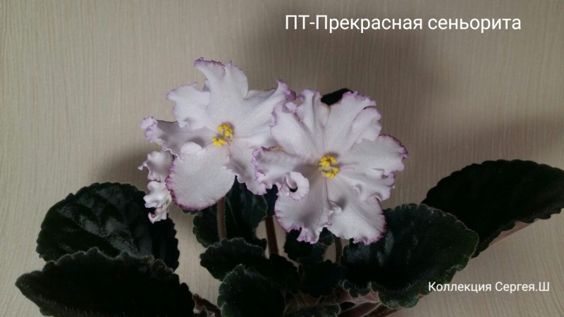 ПТ-Прекрасная сеньорита2.jpeg