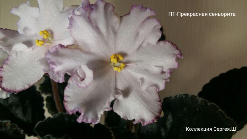 ПТ-Прекрасная сеньорита.jpeg