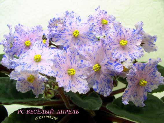 -Весёлый Апрель.jpg