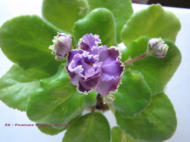 - Рижская Сирень_1.jpg