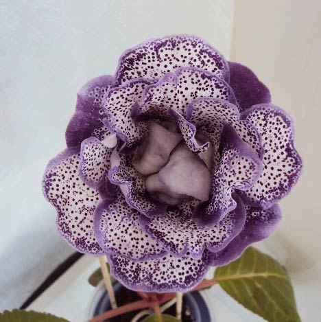 -Соренто, июнь 2013.JPG