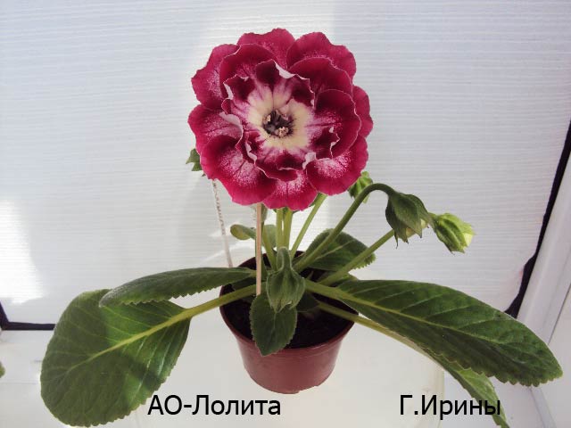 -Лолита, июль 2013.JPG